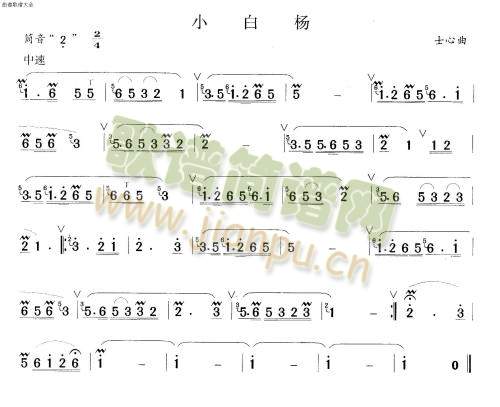 小白杨1