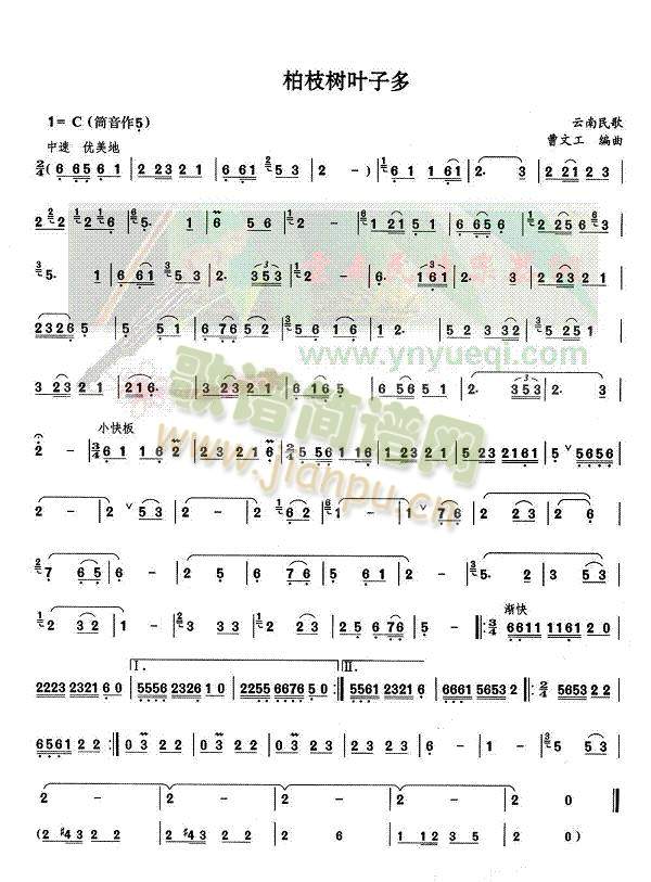 柏枝树叶子多1