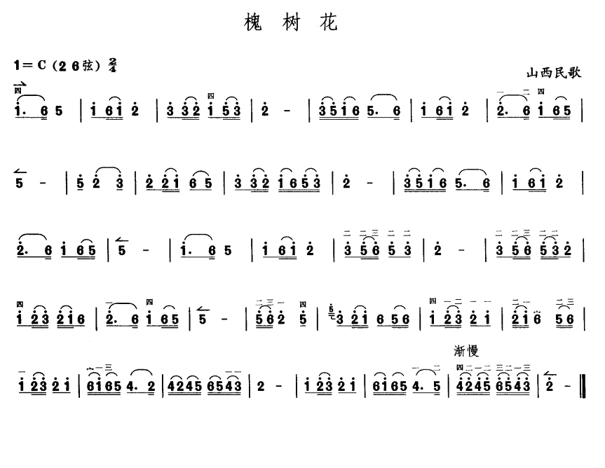 槐树花1